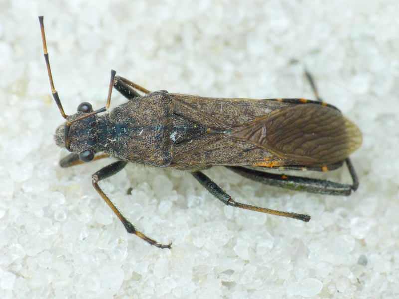 Alydus calcaratus (Linnaeus, 1758)